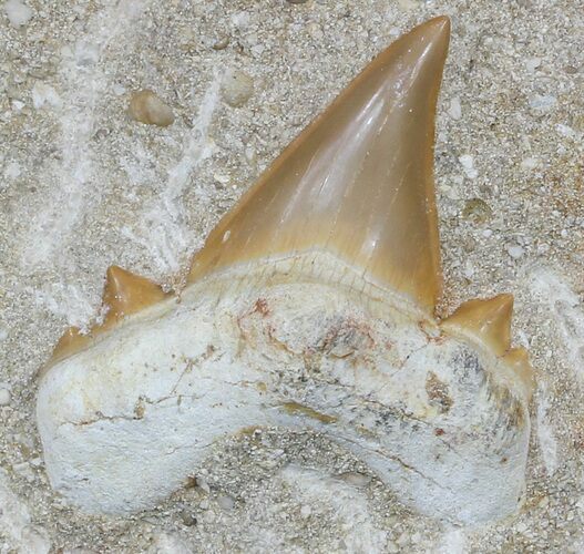 Otodus Shark Tooth Fossil In Rock - Eocene #56439